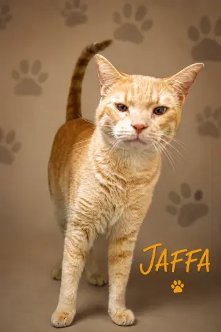 Jaffa (FCID# 06/29/2026 - 53 Trainer)
