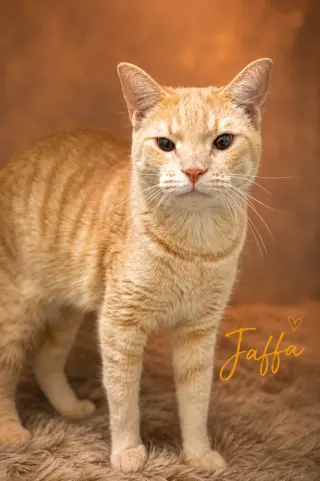 Jaffa (FCID# 06/29/2026 - 53 Trainer)