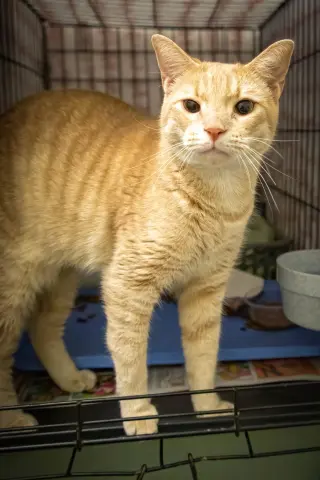 Jaffa (FCID# 06/29/2026 - 53 Trainer)