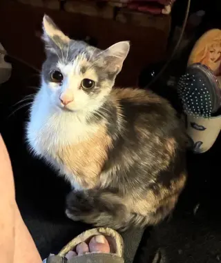 Mojo