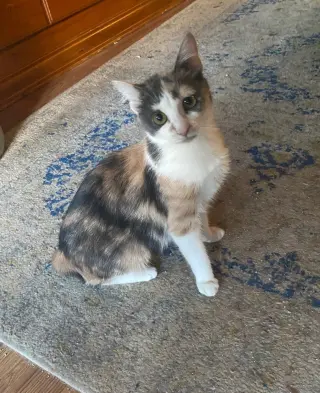 Mojo