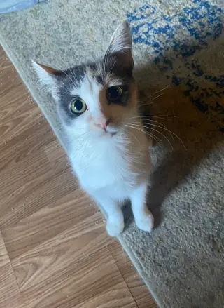 Mojo