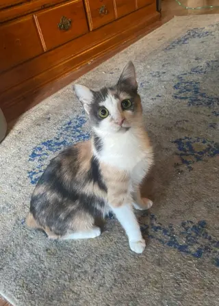 Mojo