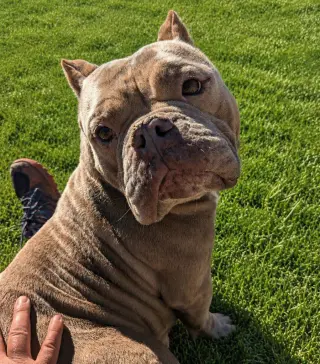 Roxy