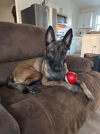 Axel - Formerly Baxter - Located in FL