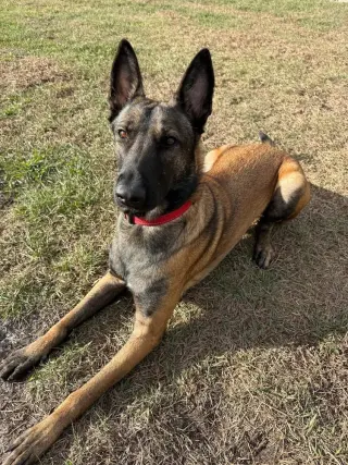 Axel - Formerly Baxter - Located in FL