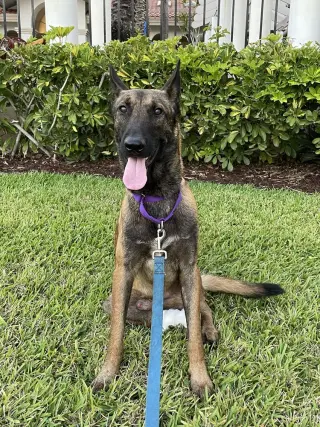Axel - Formerly Baxter - Located in FL