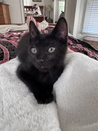 Poblano