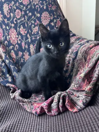 Jalapeno