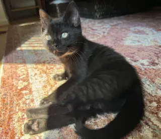 Jalapeno