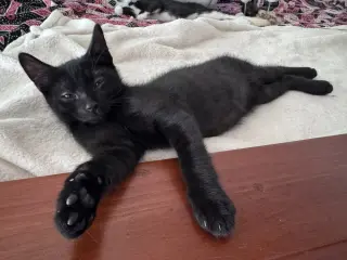 Jalapeno