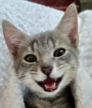 Freya