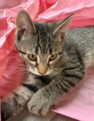 Charles