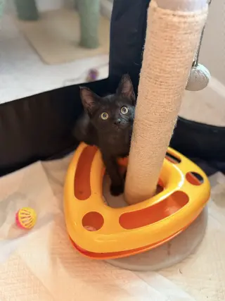 Spicy Chicken Nugget (Available for pre-adoption)