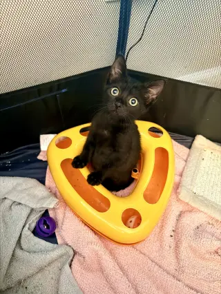 Spicy Chicken Nugget (Available for pre-adoption)