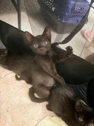 Spicy Chicken Nugget (Available for pre-adoption)