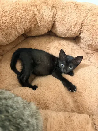Spicy Chicken Nugget (Available for pre-adoption)