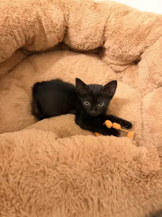 Spicy Chicken Nugget (Available for pre-adoption)