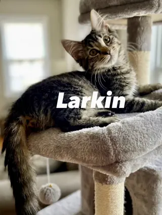 Larkin