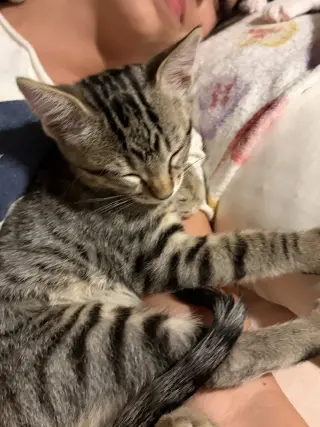 Junior