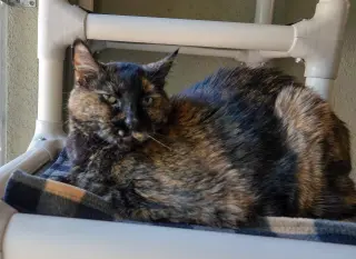 Priscilla