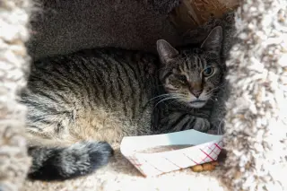 Leonidas