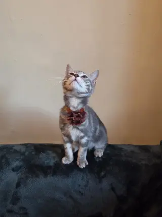TOFU