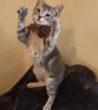 TOFU