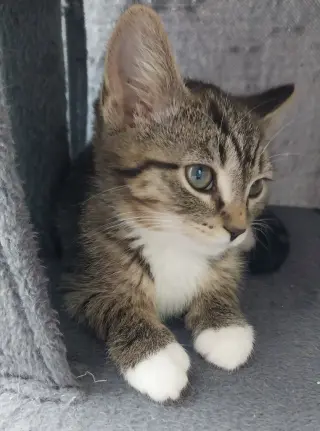 Baked Beans * IN FOSTER *