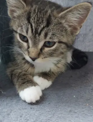 Baked Beans * IN FOSTER *