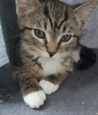 Baked Beans * IN FOSTER *