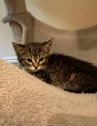 Baked Beans * IN FOSTER *