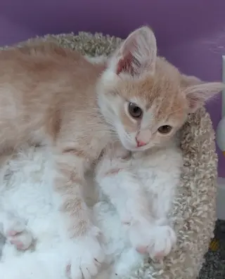 Applesauce * IN FOSTER *