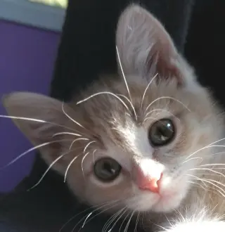 Applesauce * IN FOSTER *