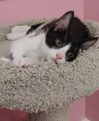 Merlin * IN FOSTER *