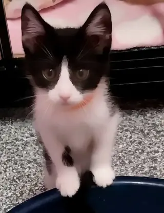 Merlin * IN FOSTER *