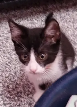 Merlin * IN FOSTER *