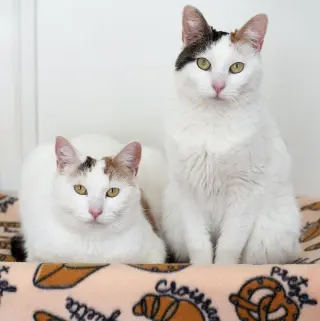Pretzel & Bagel