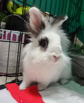 Bunnelby (pending)