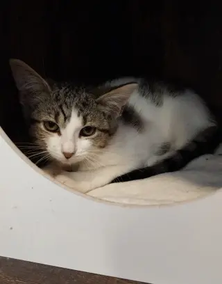 Elegant * IN FOSTER *