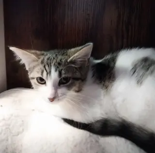 Elegant * IN FOSTER *