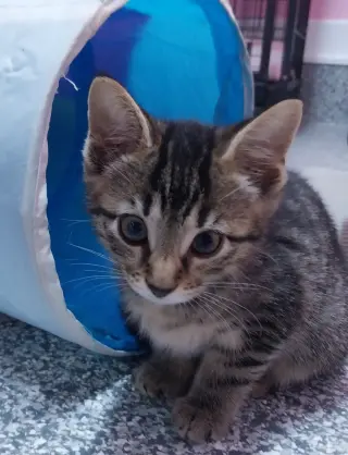 Guinevere * IN FOSTER *