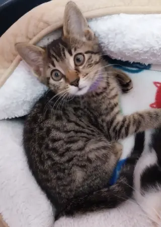 Guinevere * IN FOSTER *
