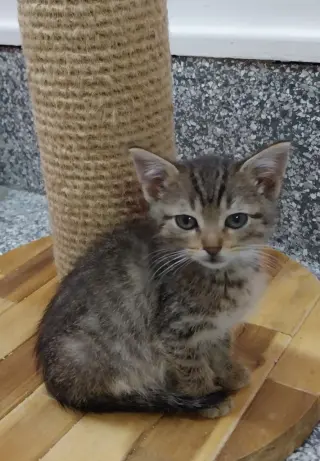 Dusk * IN FOSTER *