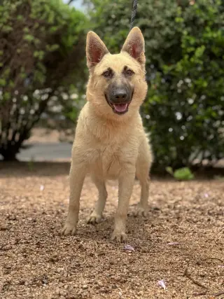 Abby