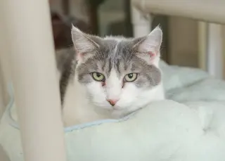 Sweetie