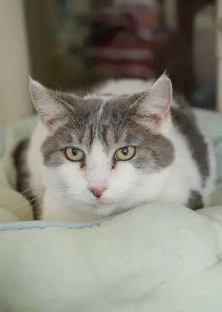 Sweetie