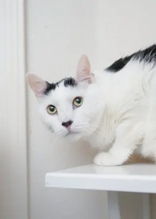 Juju