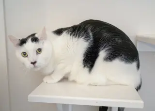 Juju