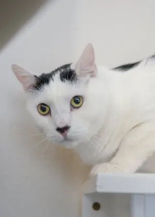Juju